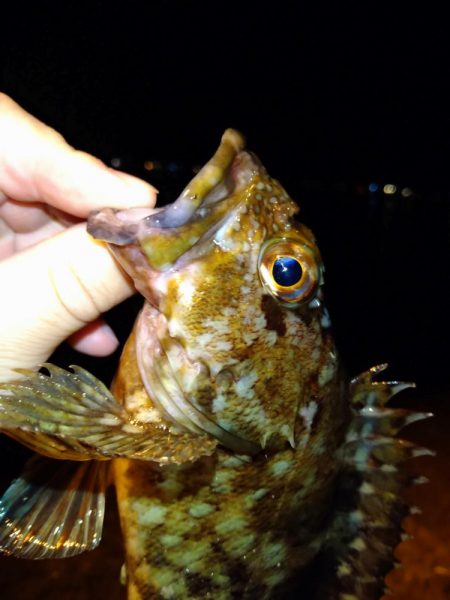 アジングでガシラとセイゴ